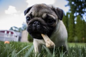 welpe-mit-getreidefreiem-hundekeks