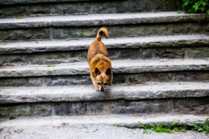 Welpe läuft Treppen