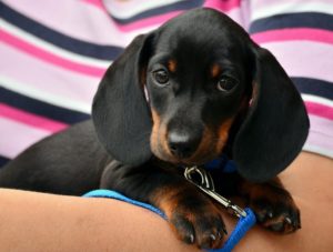 Leichte Leinen für kleine Hunde