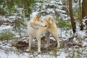 Westsibirischer Laika im Rasseportraet