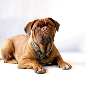 Bordeauxdogge Hunderasse