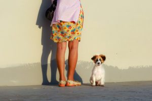 Hund im Sommer Ratgeber
