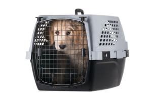 Hund in einer Transportbox