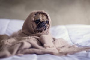 Mit einem Hunde-Beruhigungsmittel muss sich kein Hund mehr unter der Decke verstecken.