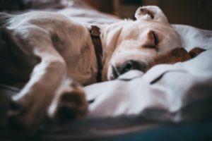 Hunde-Kuschelbett
