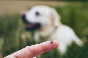 Zecke und Hund im Freien