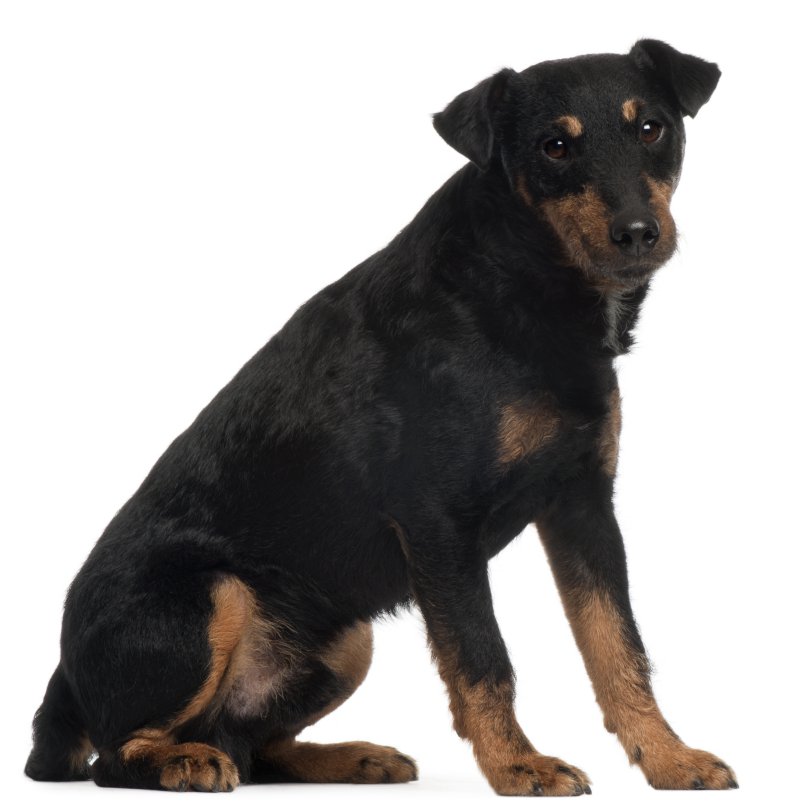 deutscher Jagdterrier