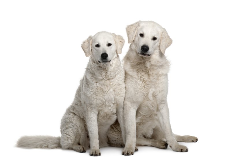 Kuvasz Hunderasse
