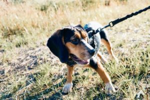 Bluetick Coonhound