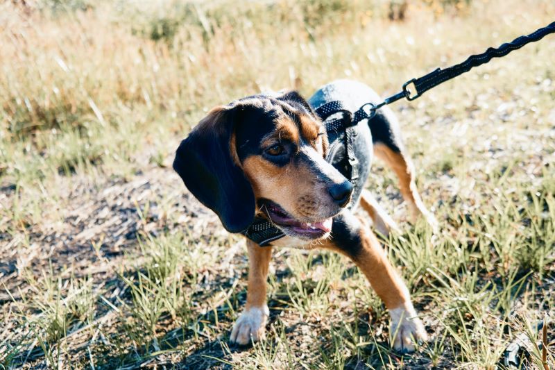 Bluetick Coonhound