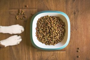 Futter für kastrierte Hunde
