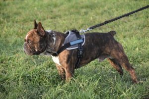 Hund mit Brustgeschirr an der Leine