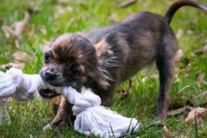 Kleiner Hund kaut auf Spielseil