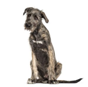 irish-wolfhound