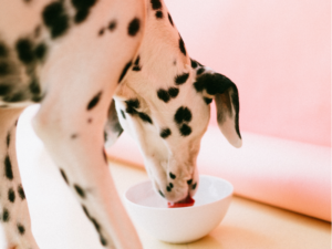 pures-flesichfutter-hund
