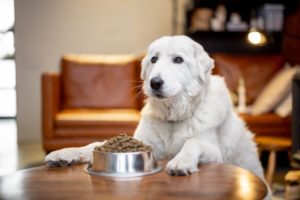 Seniorhund wartet auf sein Futter