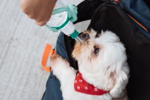 Hundetrinkflasche unterwegs