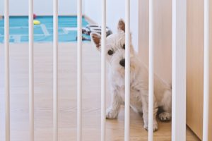 Türgitter für Hunde im Test