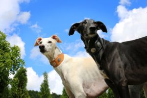 extrabreites-hundehalsband-windhunde