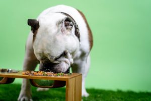 Hund isst Futter aus Holz-Hundenapf