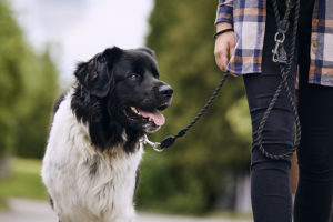 Hund mit Hundeleine und Halsband