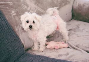Eine weiße Hündin trägt eine rosafarbene Hundewindel