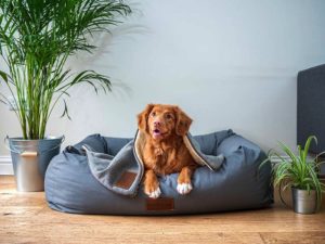 Hund im Hundebett