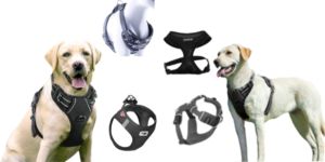 Hunde und Softgeschirre