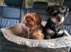 Auto-Hundekissen im Test