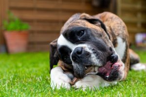 Hund mit Kausnack