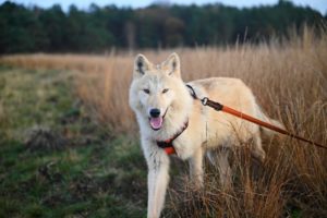 Hund mit einer Leine