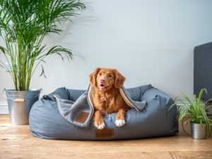 Kaufgründe eines Hundebettes mit hohem Rand.