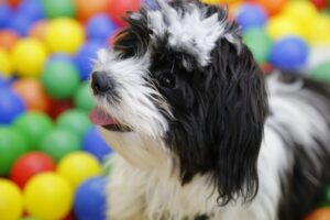 Hund im Bällebad
