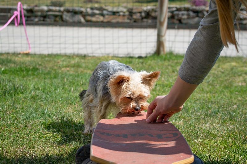Hund vor Skateboard