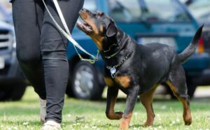 Hund an der Leine