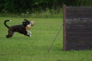 Hund mit Hantel