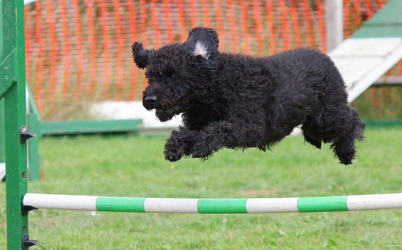 Hund und Hürde