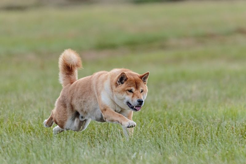 Hund läuft