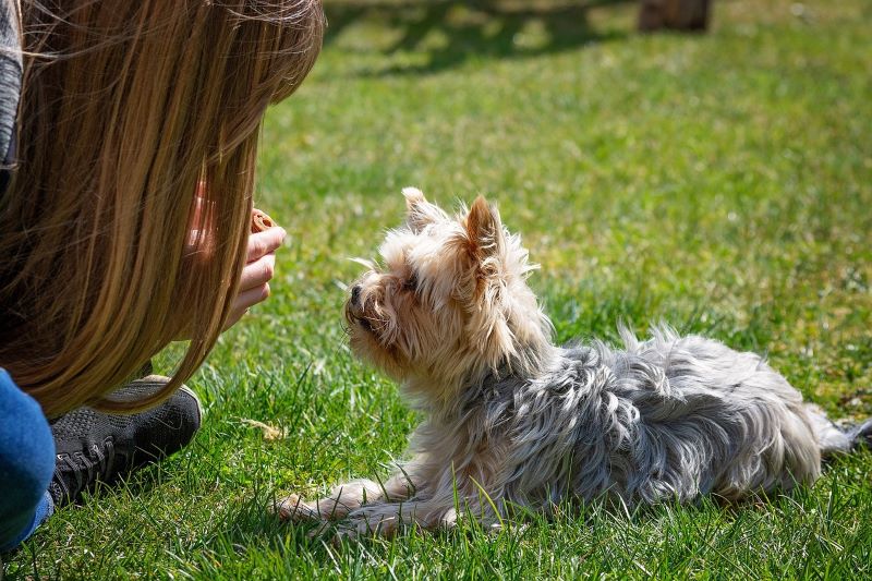 Hund und Frauchen