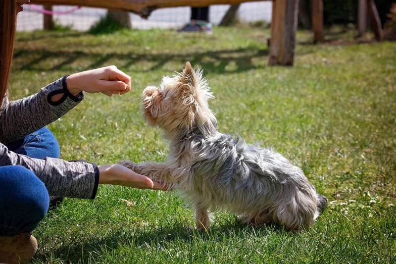 Hund gibt Pfote