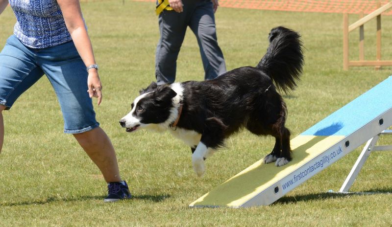 Hund auf Rampe