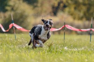 Hund rennt