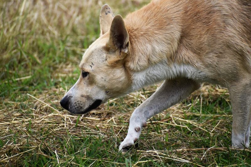 Hund riecht