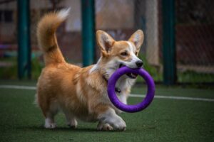 Hund mit Ring