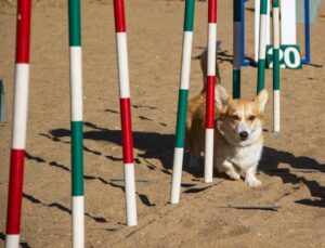 Hund und Stange