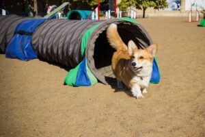 Hund und Tunnel