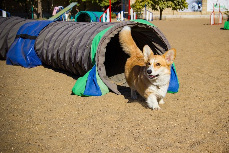 Hund und Tunnel
