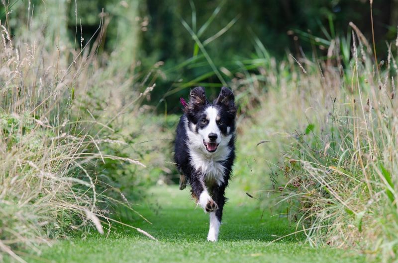 Hund und Wiese