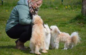 Hunde mit Frauchen