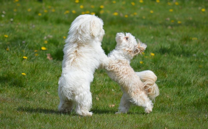 Hunde spielen